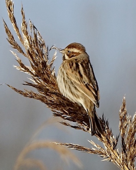reed bunting